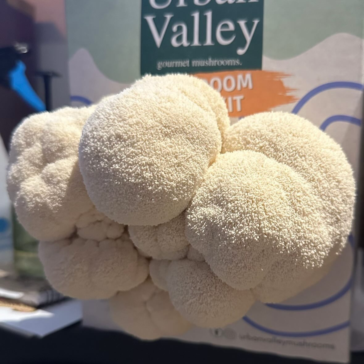 Lion's Mane Mushroom with packaging labeled 'Urban Valley' in the background with a text from a happy ustomer