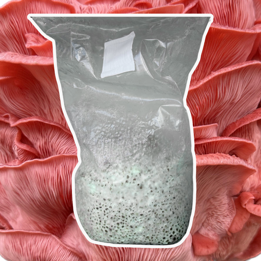 Pink Oyster Mushroom Spawn (Pleurotus djamor) 1.7kg