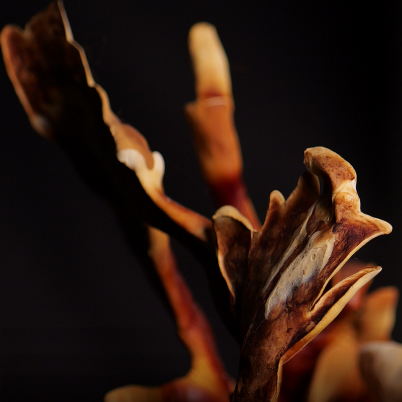 Reishi Supercritical™ Full-Spectrum Extract