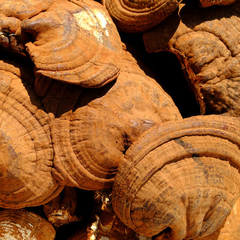Reishi Supercritical™ Full-Spectrum Extract
