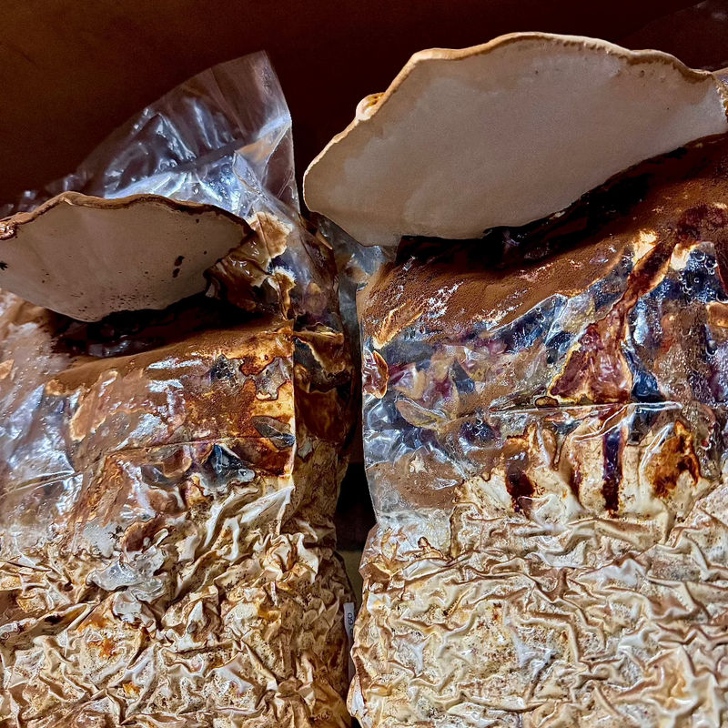 Reishi Supercritical™ Full-Spectrum Extract