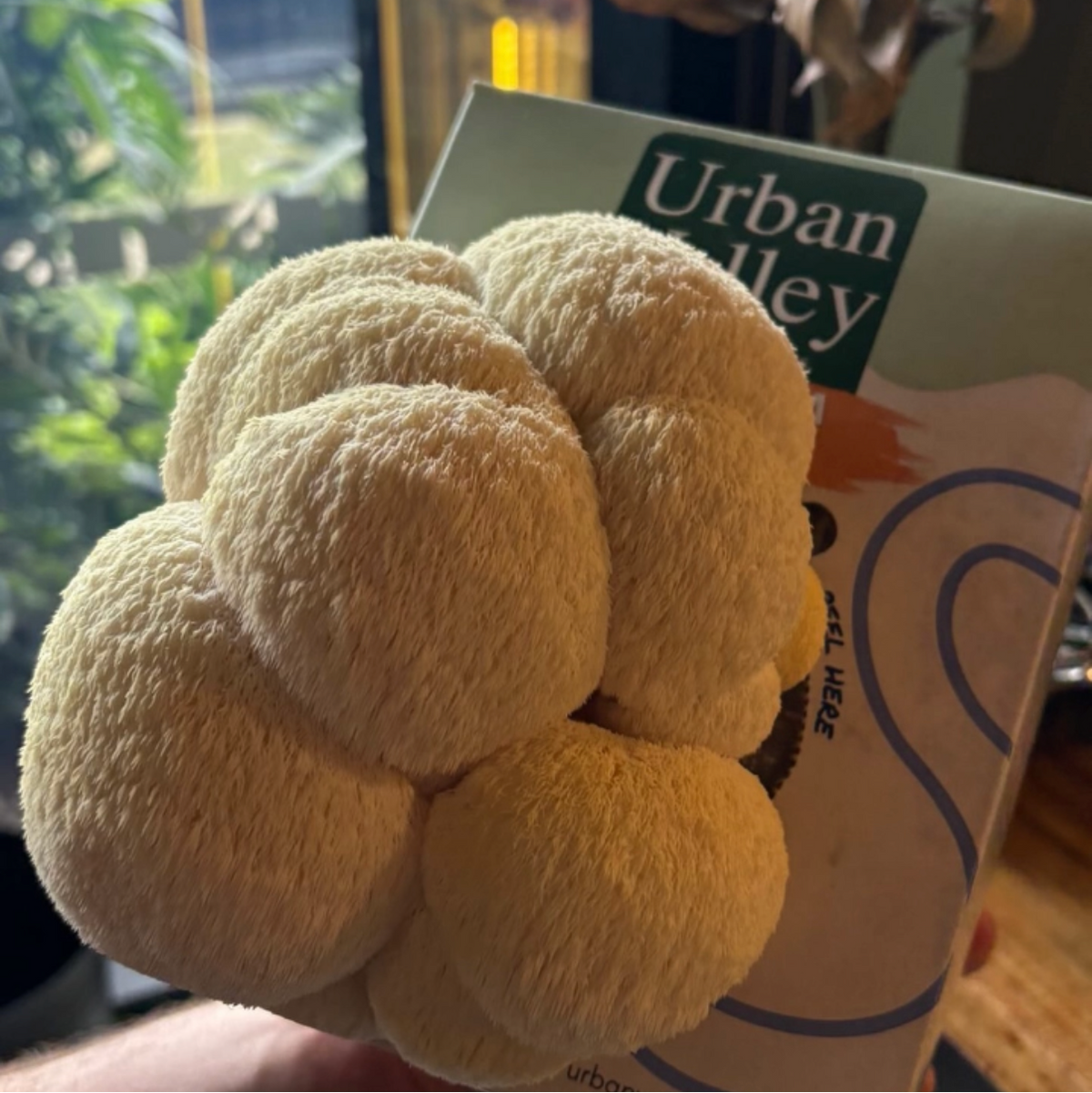 A large cluster of pale white lion's mane mushrooms grown from the front of their Urban Valley Grow Kit box, with a blurred indoor background.