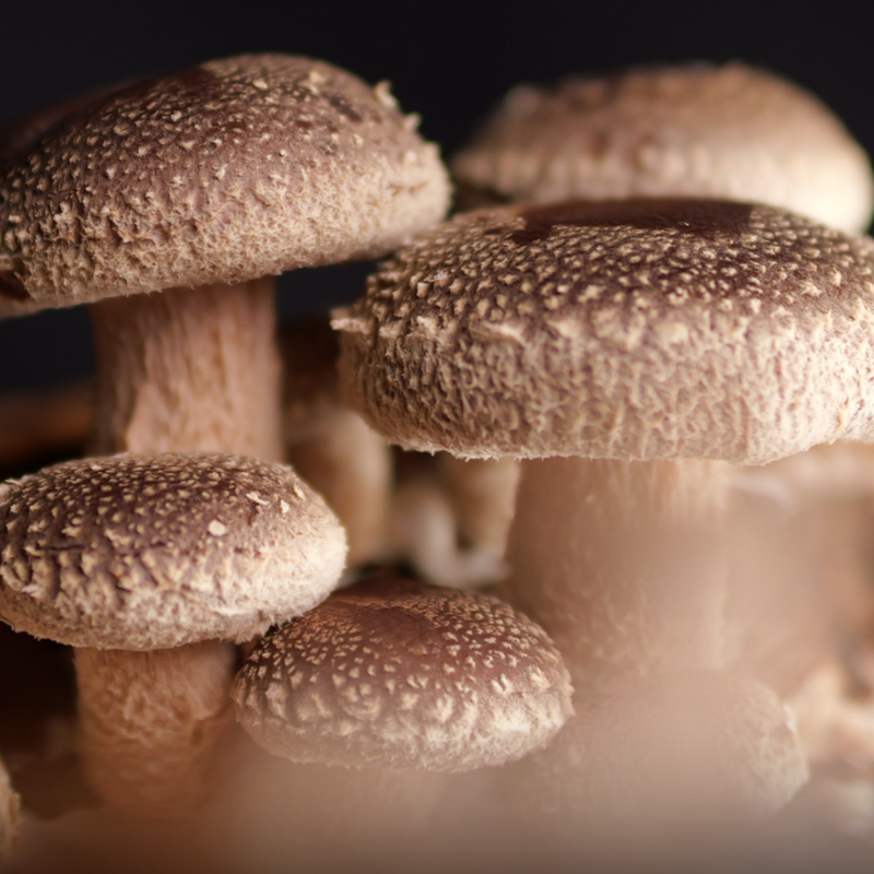 Shiitake Supercritical™ Full-Spectrum Extract