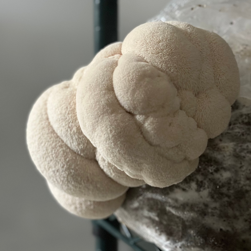 100% Pure Australian Lions Mane Powder