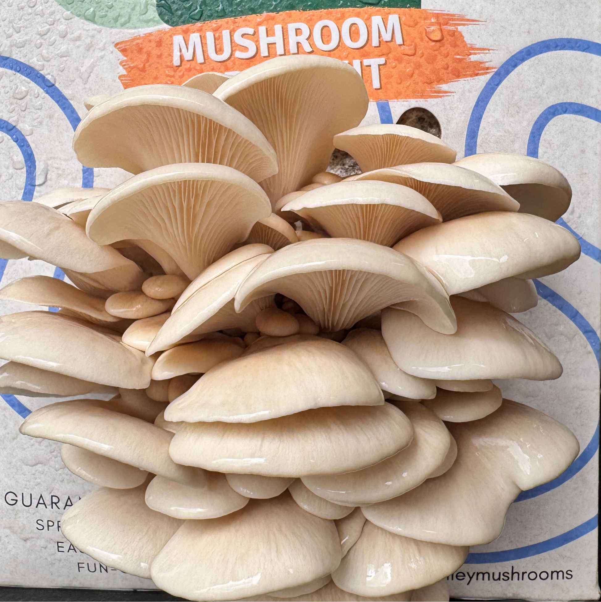 Urban Valley white oyster mushroom grow kit with 'Urban Valley' branding on a light green background