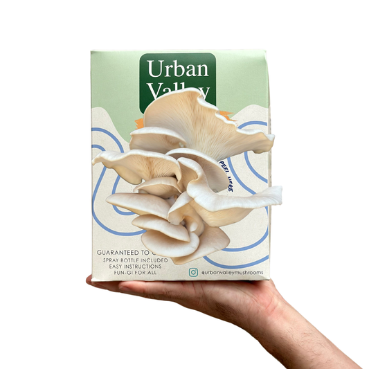 Hand holding a box of Urban Valley oyster mushroom grow kit with a white background