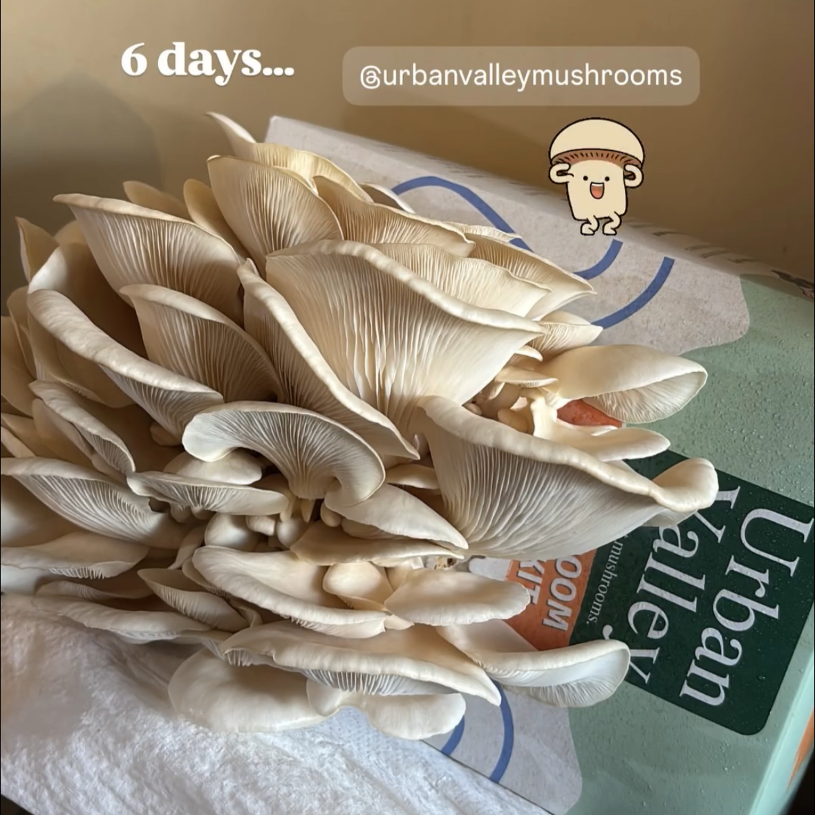 White Oyster Mushroom growth from Urban Valley Grow Kit