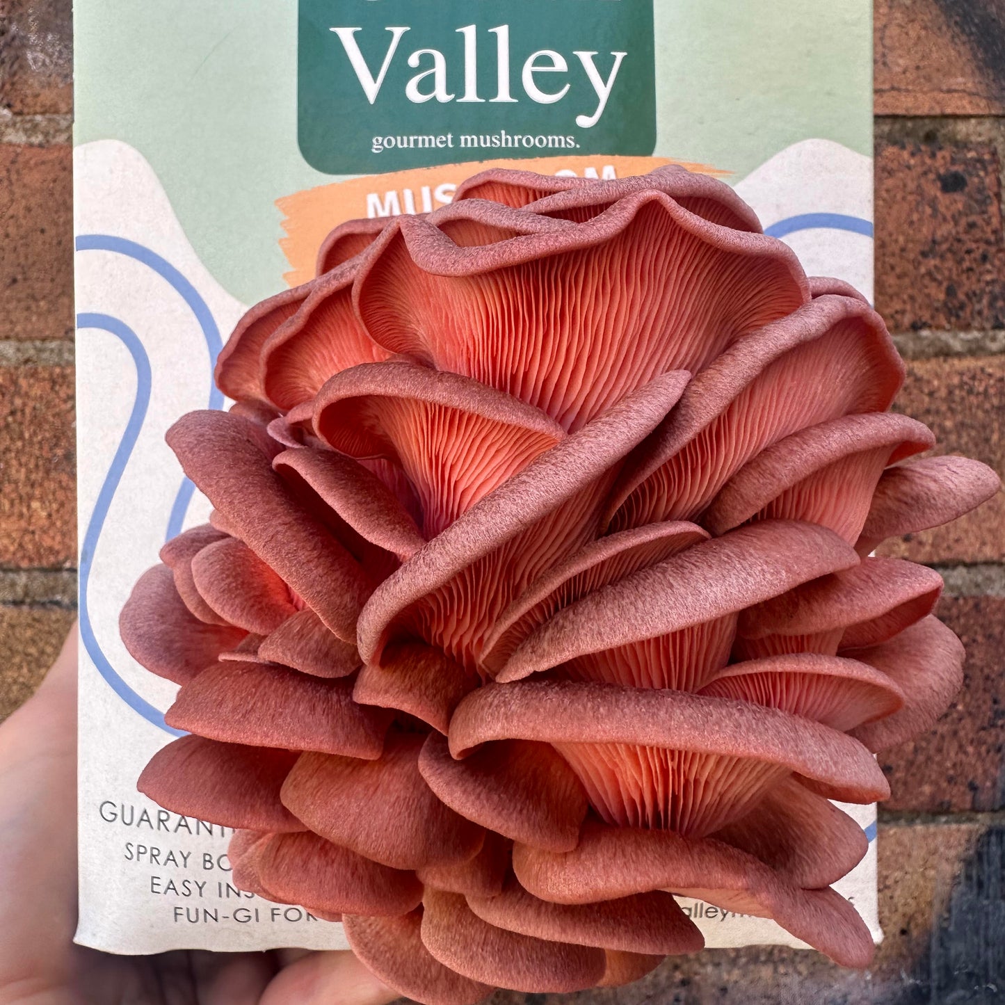 Urban Valley pink oyster mushroom grow kit with a big harvest against a brick background