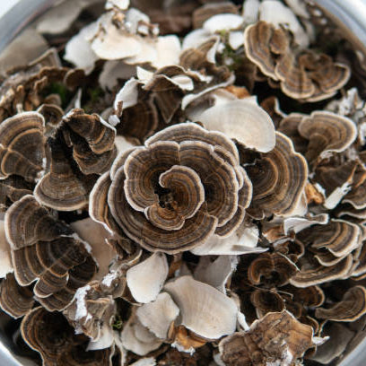 Turkey Tail Supercritical™ Full-Spectrum Extract